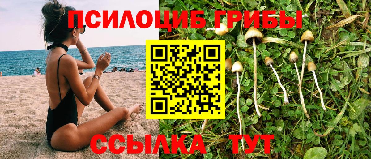 Псилоцибиновые грибы Psilocybe Богданович